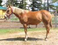 Horse