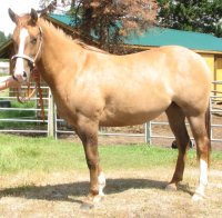 Horse