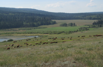 Cattle in Highlands