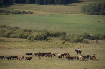 Moving Cattle