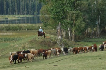 Moving Cattle