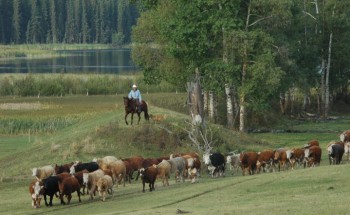 Cattle