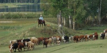 Moving Cattle