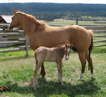Faye & filly