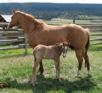 Horse