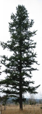 Fir Tree