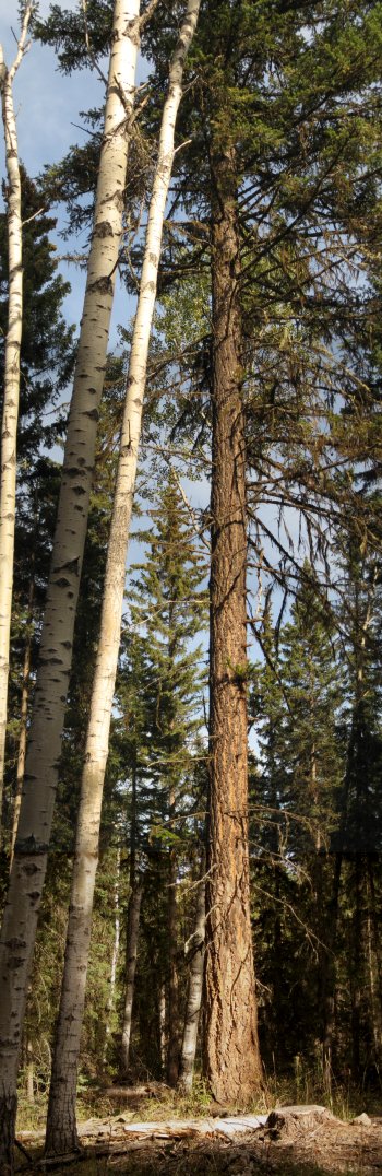 Fir Tree