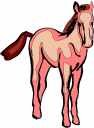 foal