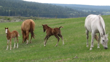 Horses