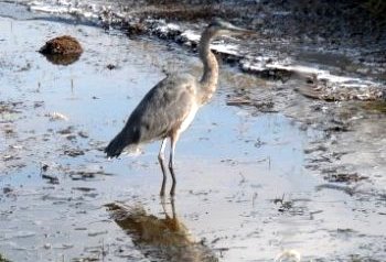 Great Blue Heron