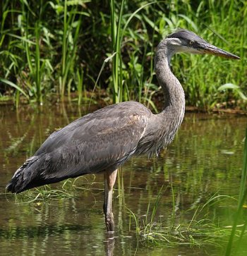 Great Blue Heron