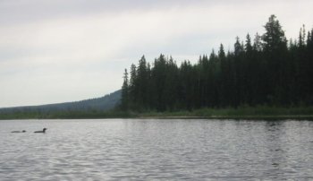 loons by forest