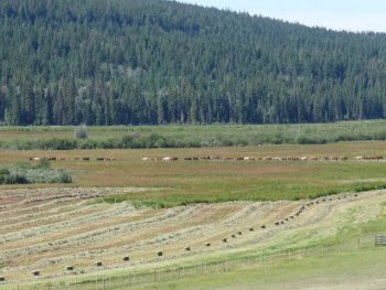 Haying in meadow
