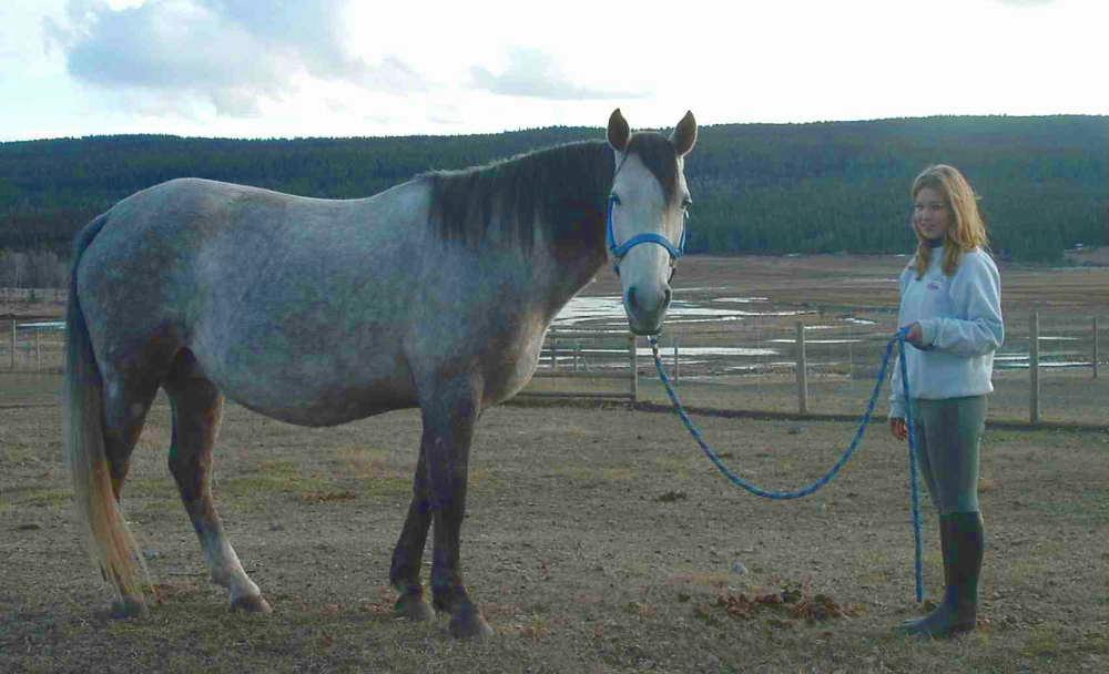 Horse
