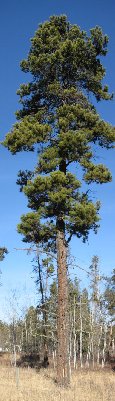 Pine Tree