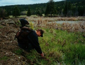Planting Willow Trees
