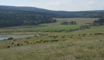 Cattle