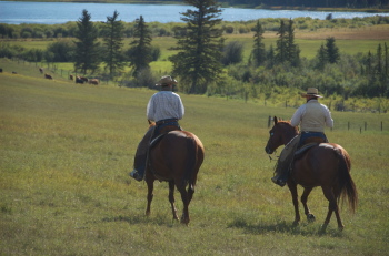 Moving Cattle