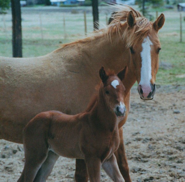 Horse