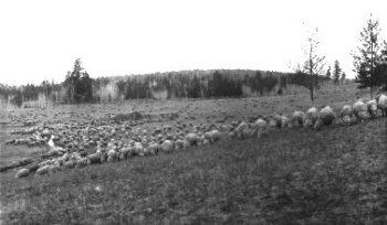 Merino sheep