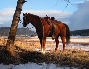 Horse at sunset