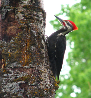 Pileated Woodpecker
