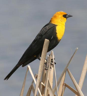 Yellow-Headed Blackbird